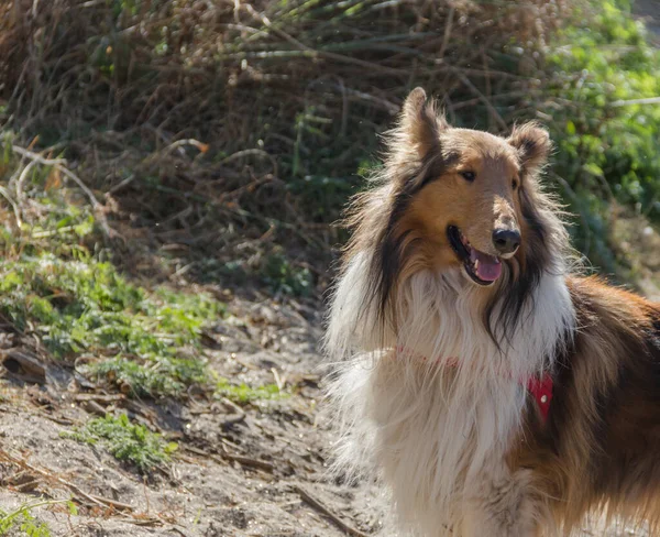 Portret Złotego Psa Collie Spacerującego Buszu Gór — Zdjęcie stockowe