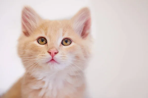 Närbild Bedårande Tabby Kattunge Framför Vit Bakgrund — Stockfoto