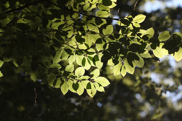 Солнечный Свет Покрывающий Зеленые Листья Растения — стоковое фото