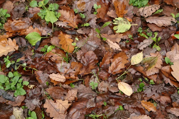 Eine Nahaufnahme Von Herbstblättern — Stockfoto