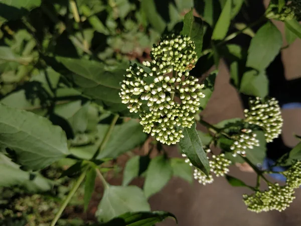 Hemlock Flowers Green Grass Leaves — 스톡 사진