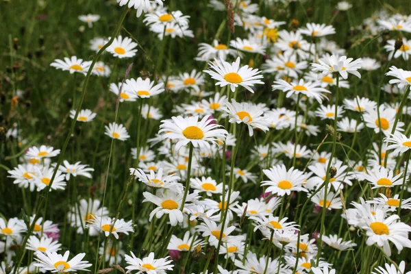 Beautiful Daisy Flowers Grass Covered Field — Stock Photo, Image