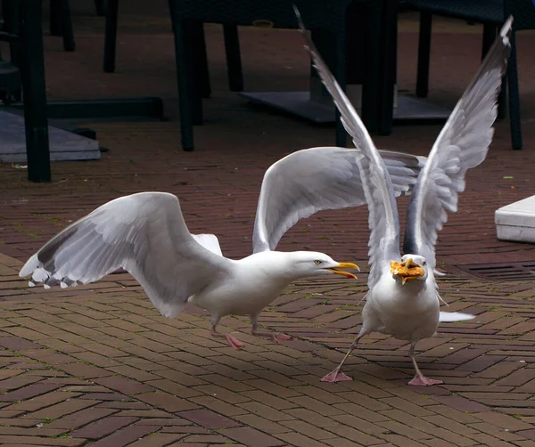 Closeup Two Seagulls Fighting Food — Stock Photo, Image