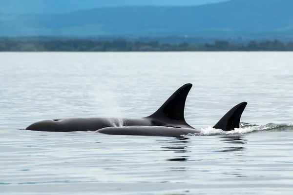 加拿大温哥华岛上 一只巨鲸在大海中被群山环绕 — 图库照片