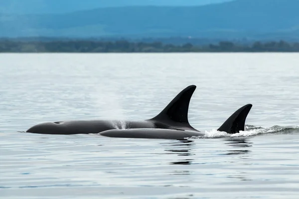 カナダのバンクーバー島の丘に囲まれた海の大きなオルカクジラ — ストック写真