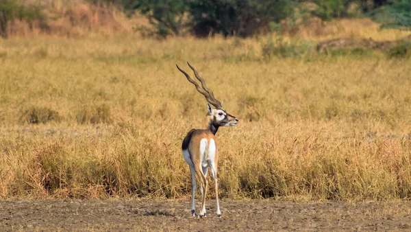 Plan Sélectif Une Gazelle Broutant Sur Les Prairies Parc National — Photo