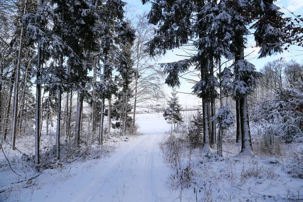 Sentiero Innevato Nel Bosco Circondato Alberi — Foto Stock