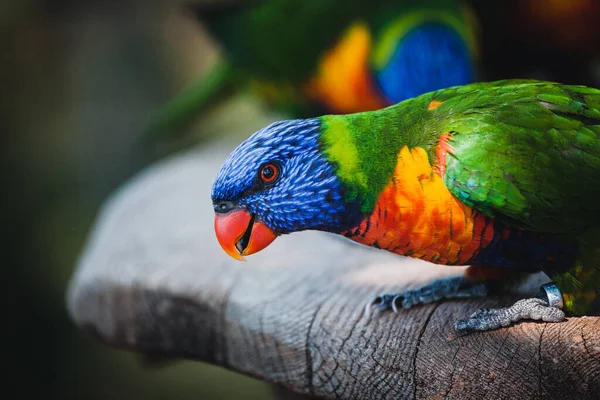 Ένα Κοντινό Πλάνο Από Ένα Όμορφο Πολύχρωμο Lorikeet — Φωτογραφία Αρχείου