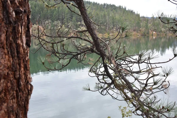 山に囲まれた公園の湖に対する松の木の枝 — ストック写真