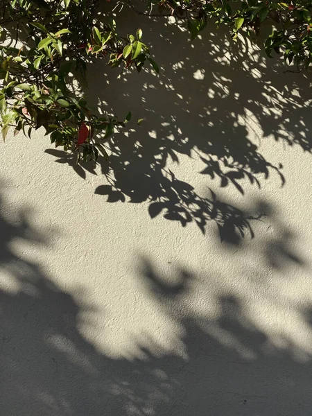 Egy Függőleges Kép Egy Falról Fák Növények Leveleinek Árnyékával — Stock Fotó