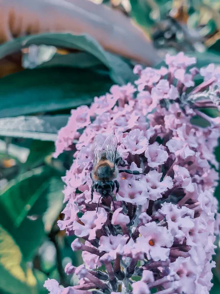 Primer Plano Una Abeja Recogiendo Néctar Flor Púrpura — Foto de Stock