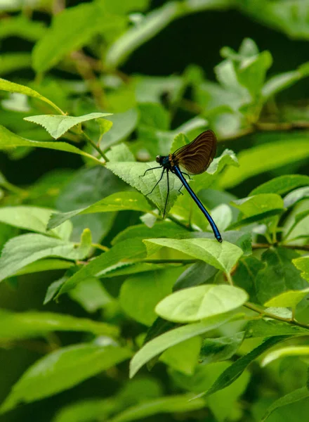 背景模糊的绿叶上蜻蜓的特写镜头 — 图库照片