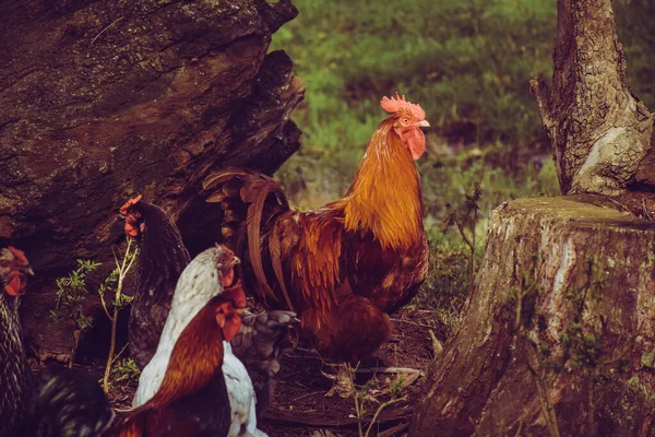 Селективный Снимок Курицы Ищущей Еду Ферме — стоковое фото
