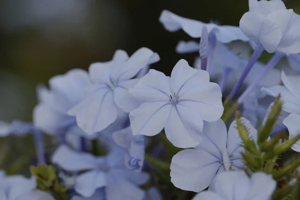 Närbild Bild Bild Plumbago Auriculata Blommor Suddig Bakgrund — Stockfoto