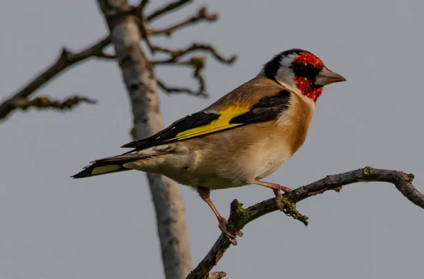 Close Belo Goldfinch Galho Árvore — Fotografia de Stock