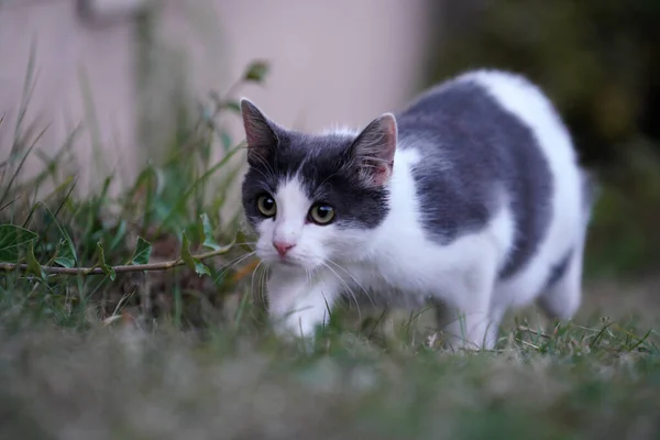 草の上を歩く白と灰色の猫の選択的フォーカスショット — ストック写真