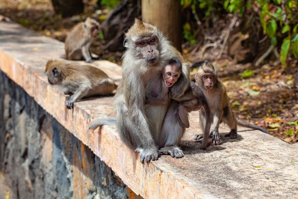 Primer Plano Macacos Cola Larga Naturaleza —  Fotos de Stock