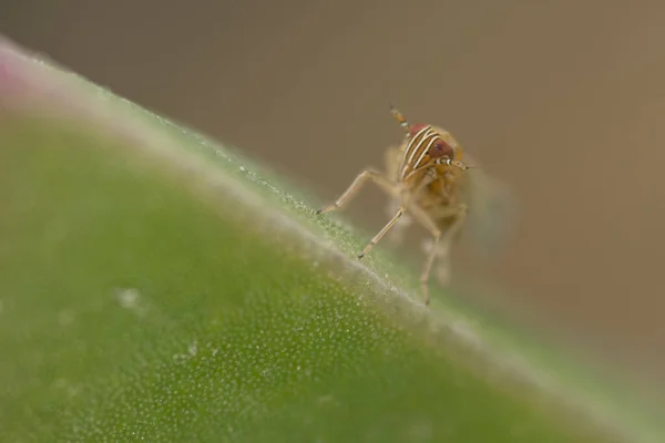 Macro Shot Small Grasshopper Green Leaf — Stock Photo, Image