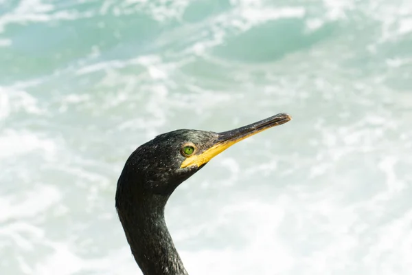 Closeup Portrait Great Cormorant Bird Sea — Fotografia de Stock