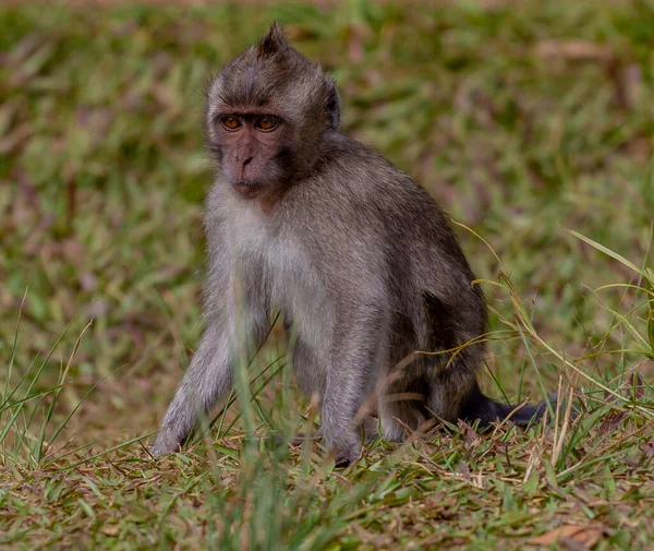 Une Prise Vue Sélective Macaque Longue Queue Dans Nature — Photo