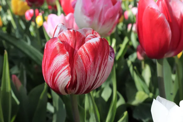 Une Photo Sélective Tulipes Fraîches Colorées Corbett Gardens Bowral Southern — Photo