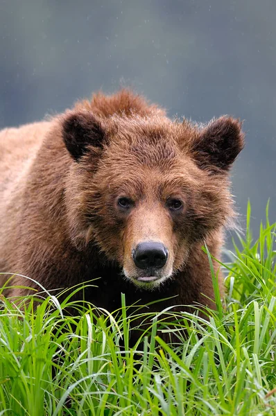 Vertical Shot Grizzly Bear Khutzeymateen Grizzly Bear Sanctuary Canada — Stock Photo, Image