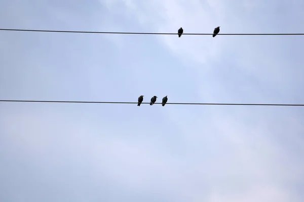 Ein Tiefflug Von Vögeln Die Auf Einer Stromleitung Sitzen — Stockfoto