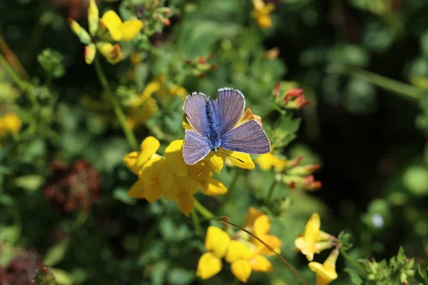 Eine Nahaufnahme Eines Lila Schmetterlings Auf Einer Gelben Blume — Stockfoto