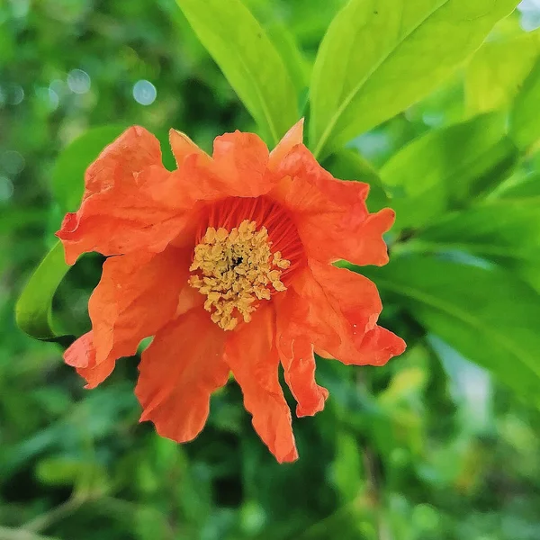 Detailní Záběr Oranžového Granátového Květu — Stock fotografie