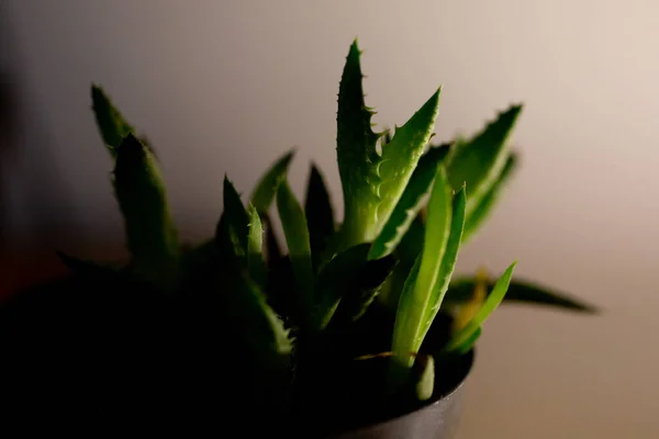 Primer Plano Pequeñas Hojas Suculentas Con Espinas — Foto de Stock