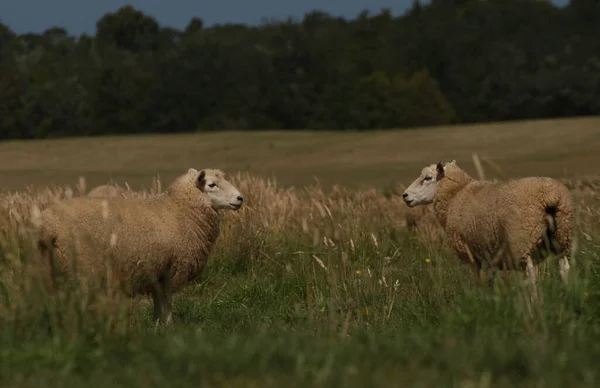 Sheep Grass Field Innew Zealand — Stock Photo, Image