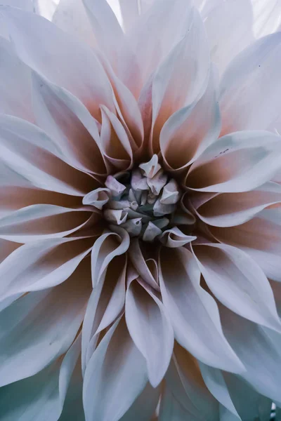 白いダリアの花の花弁の垂直閉鎖ショット — ストック写真