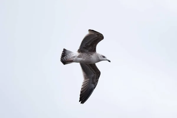 Closeup Beautiful Juvenile Great Black Backed Gull Flying White Sky — Stock Photo, Image