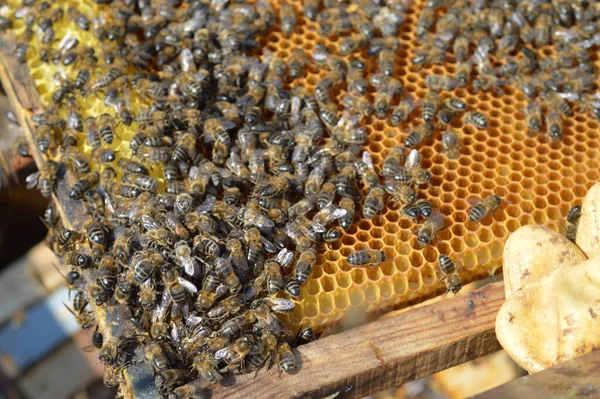 Primer Plano Abejas Negras Colmena Durante Día —  Fotos de Stock