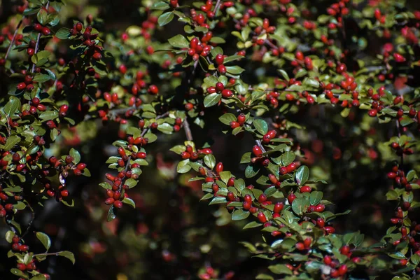 Buffaloberry Bitkilerinin Seçici Odak Noktası — Stok fotoğraf