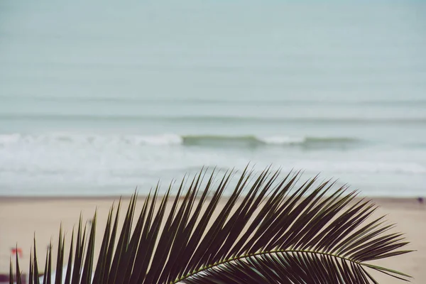 Een Close Shot Van Een Palm Boom Met Een Oceaan — Stockfoto