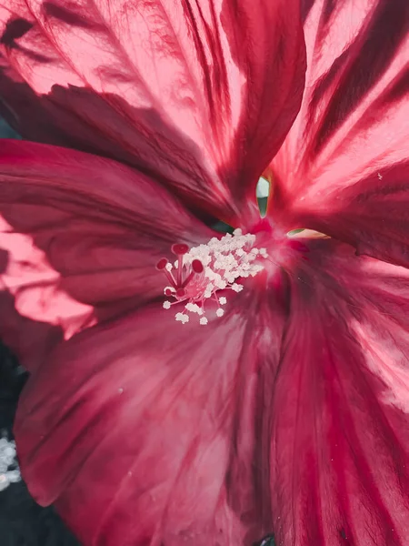 Közelkép Egy Gyönyörű Vörös Hibiszkusz Virágról Napfény Alatt — Stock Fotó