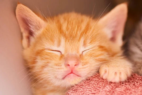 Närbild Bedårande Orange Tabby Kattunge Sover Filt — Stockfoto