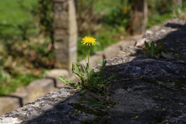 Знімок Квітучої Кульбаби Кам Яній Стіні — стокове фото