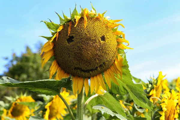 Соняшник Смайликом Обличчя Полі — стокове фото