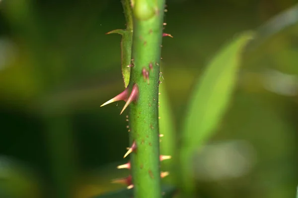 Closeup Thorns Plant Field Sunlight Blurry Background — 스톡 사진