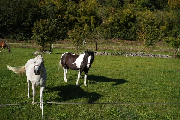 Una Vista Caballos Pie Sobre Hierba Verde —  Fotos de Stock