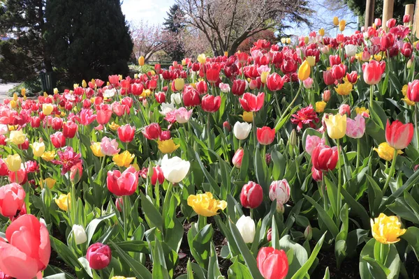Tiro Selectivo Frescos Tulipanes Coloridos Corbett Gardens Bowral Southern Highlands — Foto de Stock