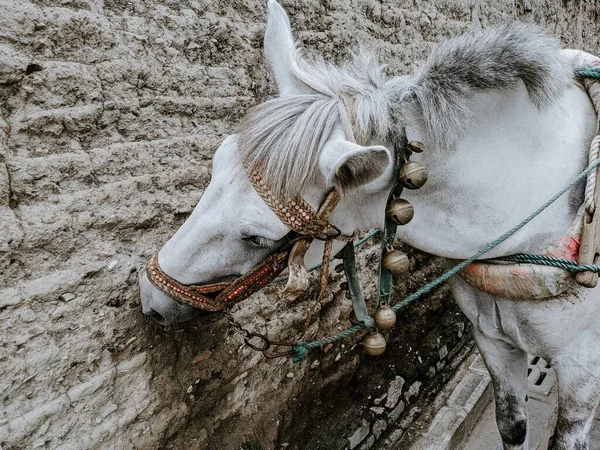 Eine Nahaufnahme Eines Schönen Weißen Pferdes — Stockfoto