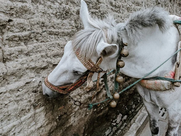 Primer Plano Hermoso Caballo Blanco — Foto de Stock