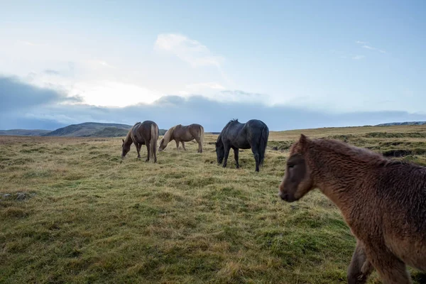 Selective Focus Shot Icelandic Horses Field — Foto Stock