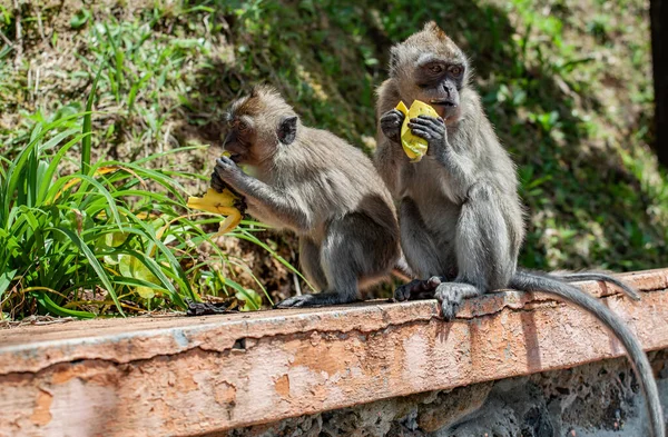 Lindo Macaco Cola Larga Comiendo Frutas Mauricio —  Fotos de Stock