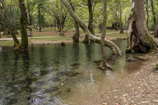 Egy Gyönyörű Park Ahol Fák Nőnek Egy Tiszta Patakon — Stock Fotó