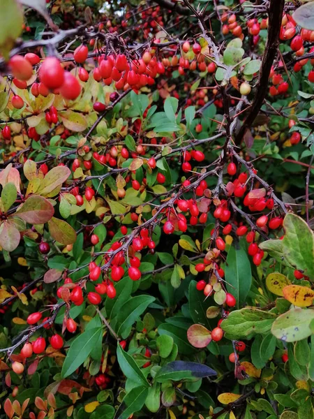 Vertical Shot Rosehip Bush Field Daylight — Stock Photo, Image