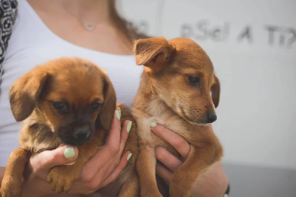 Een Close Shot Van Een Persoon Die Schattige Border Terrier — Stockfoto